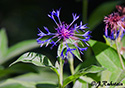 Centaurea montana (perennial cornflower)